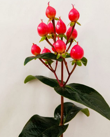 Hypericum Hot Pink HB 200