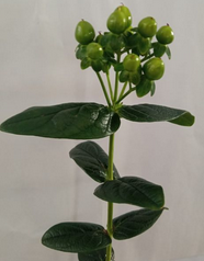 Hypericum Green Hope HB 200