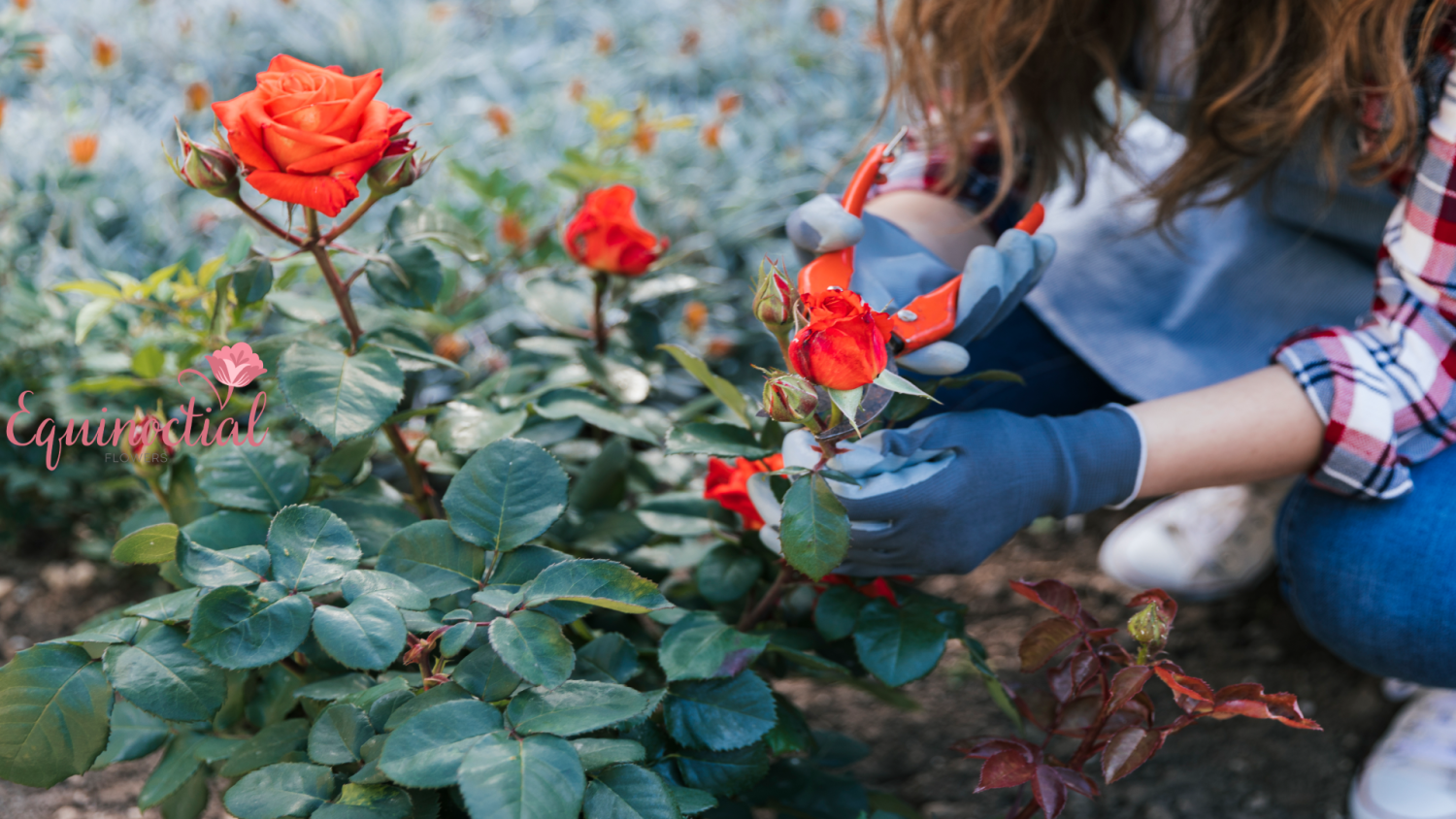 equinoctial flowers promo